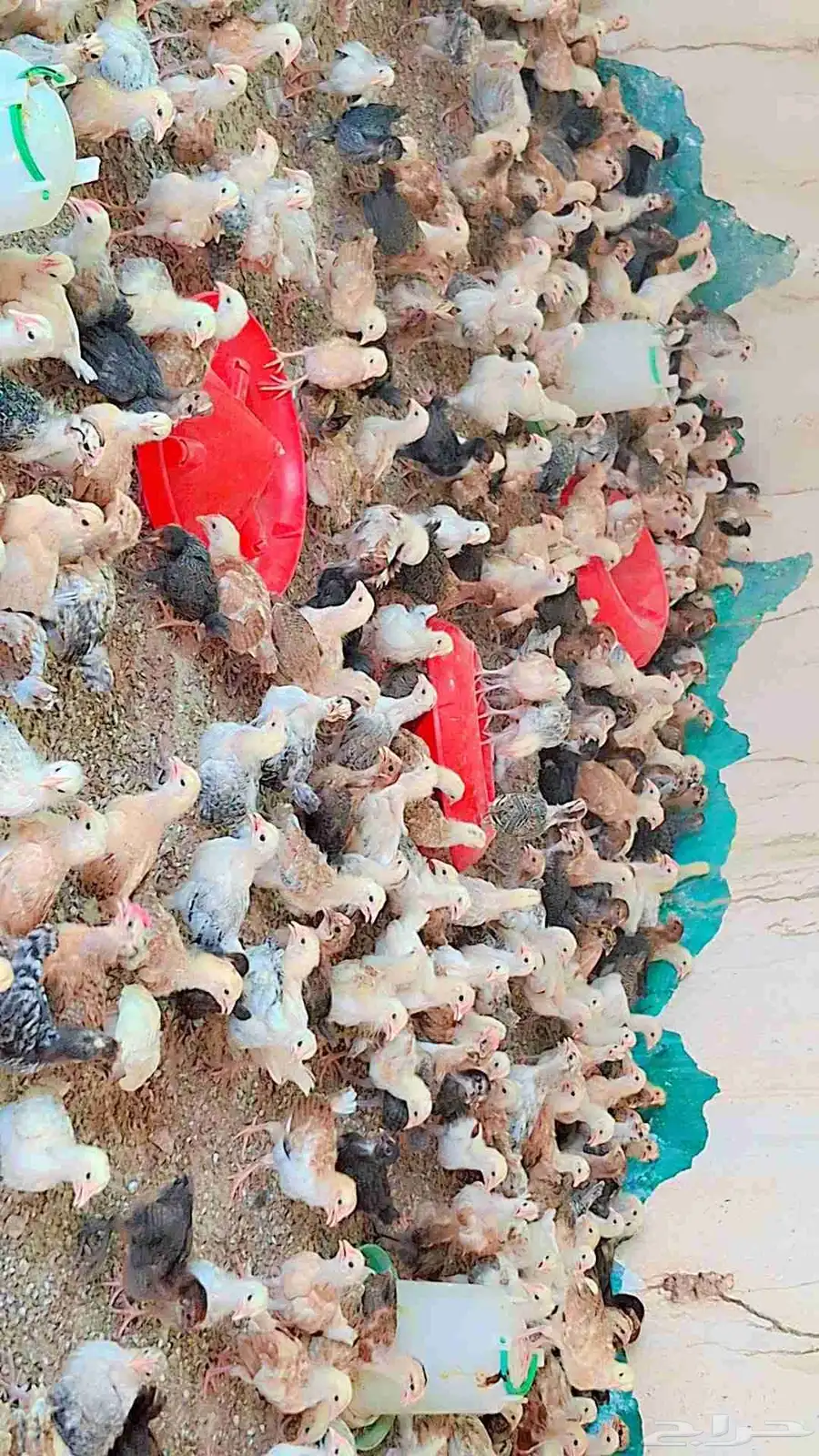 صوص بلدي 1