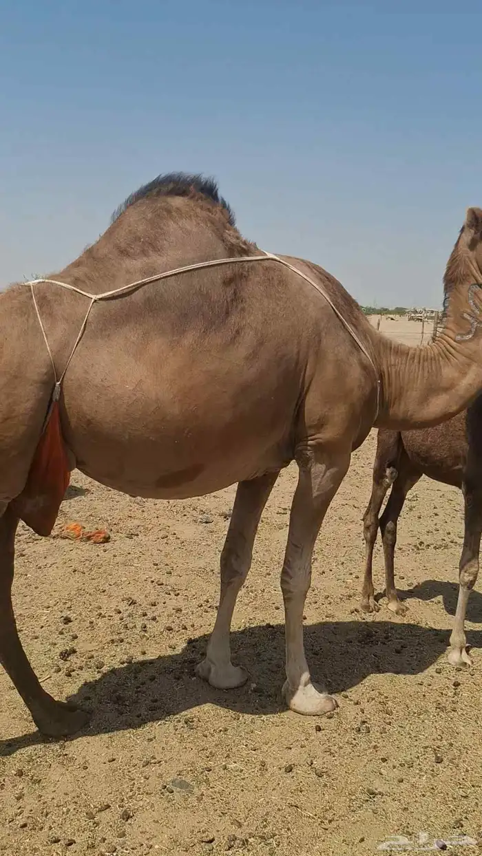مراح ابل فيها مجاهيم خلفات وعشاير وبكار 4