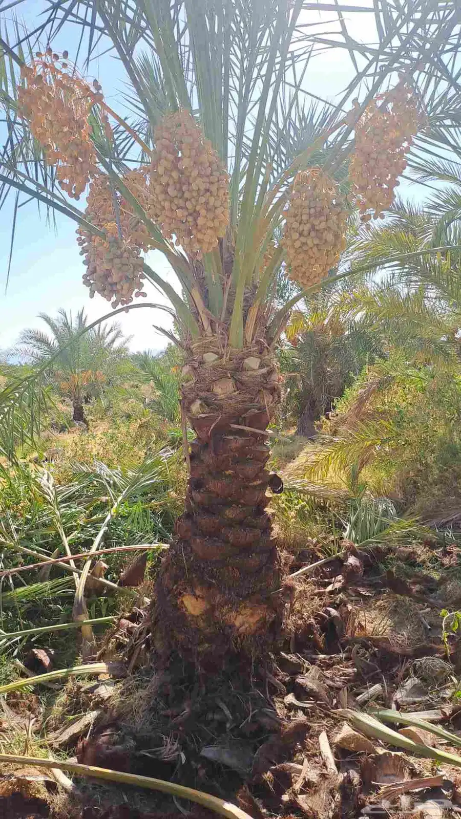 نخل للبيع اخلاص سكري شيشي برحي 1
