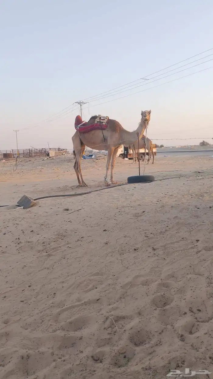 رحول طوع رقم واحد وسلم العدريب شرط 2