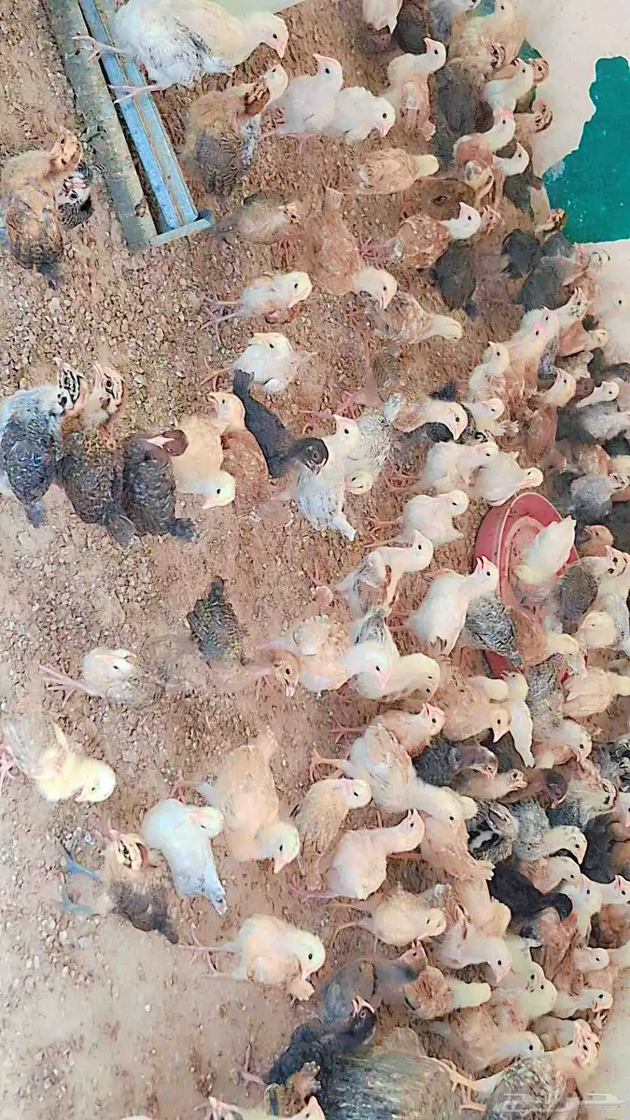 صوص بلدي 2