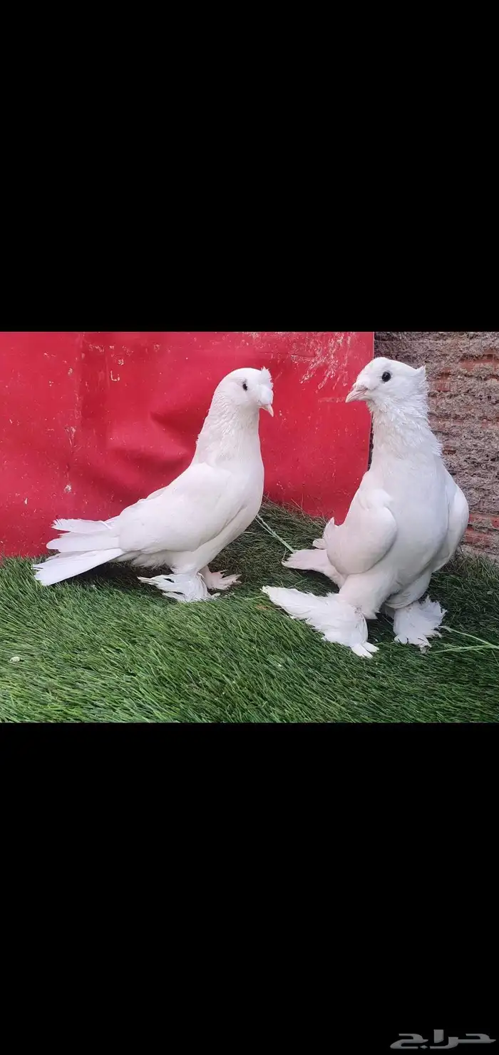 جوز ابيض.تم البيع . 4