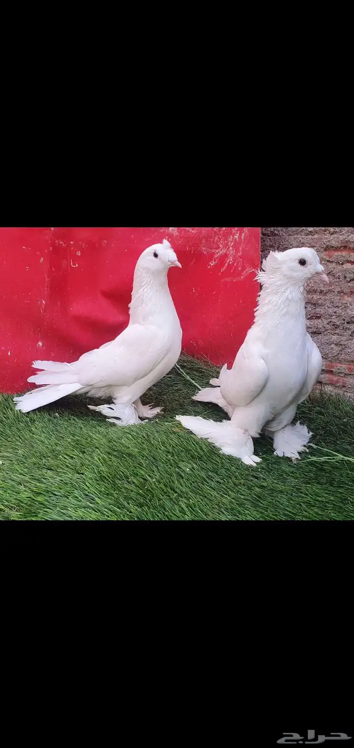 جوز ابيض.تم البيع . 0