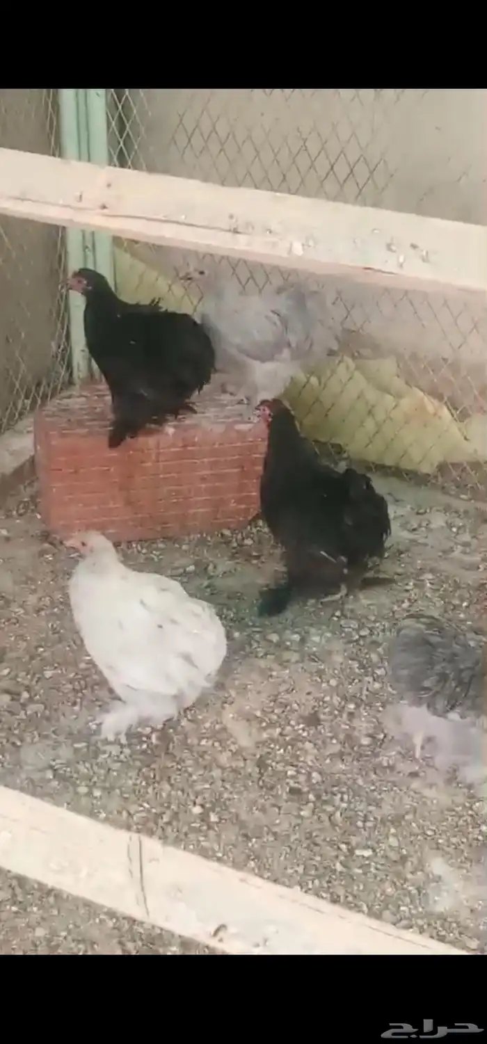 دجاج كوشن القزم 1