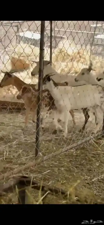 ماعز للبيع 0