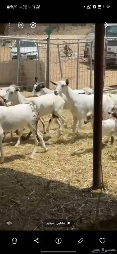 ماعز للبيع 1