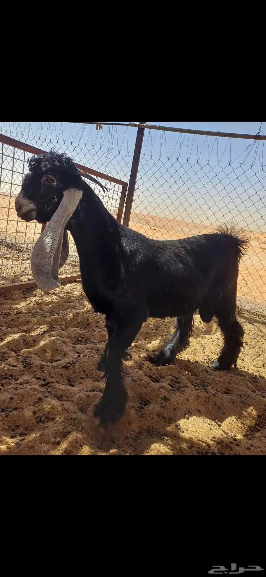 تيس عارض عمره حول سته شهور للبيع 0
