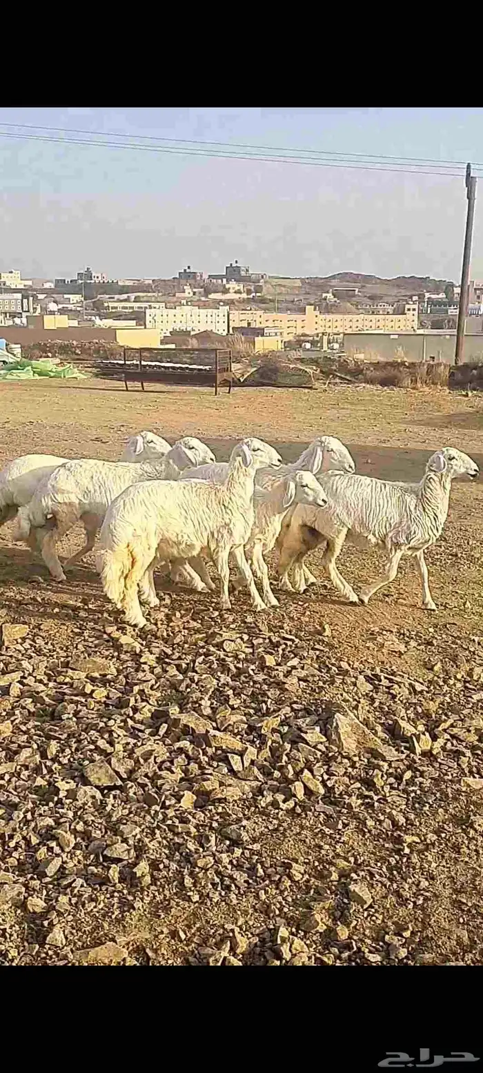 7 رخال 3
