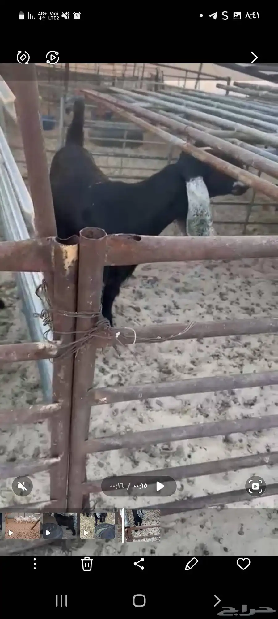 جفره 6شهور ونص معرفه 1