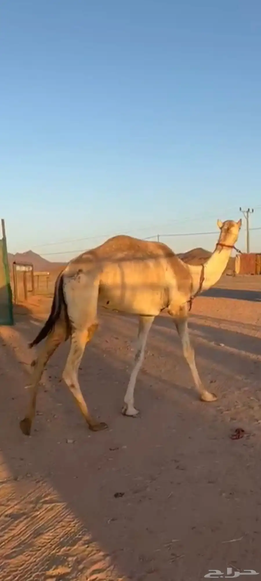 قعود طالع جذع 0
