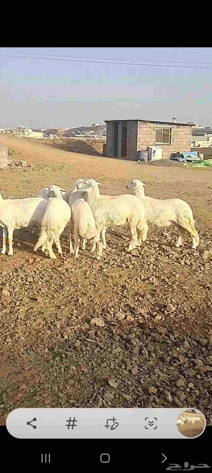 7 رخال 0