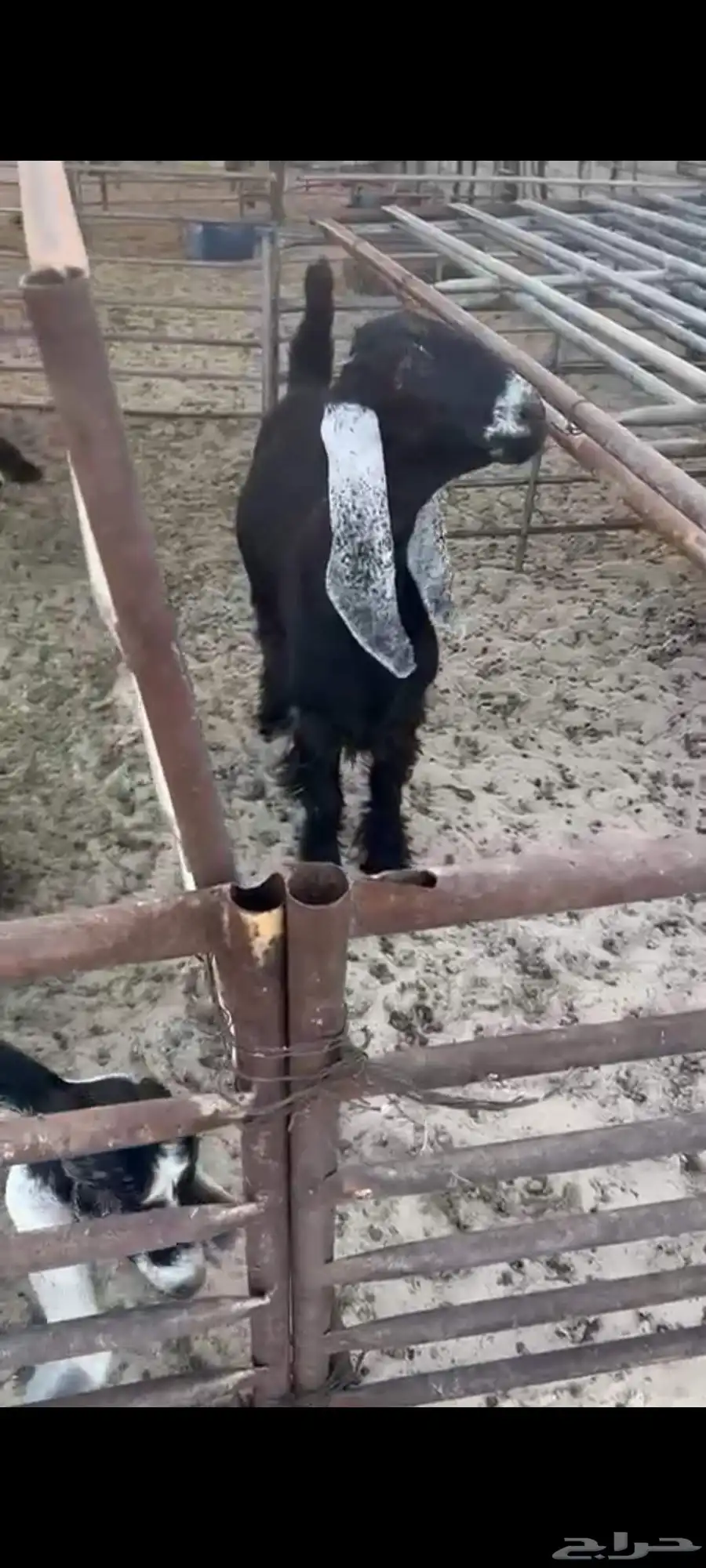 جفره 6شهور ونص معرفه 0