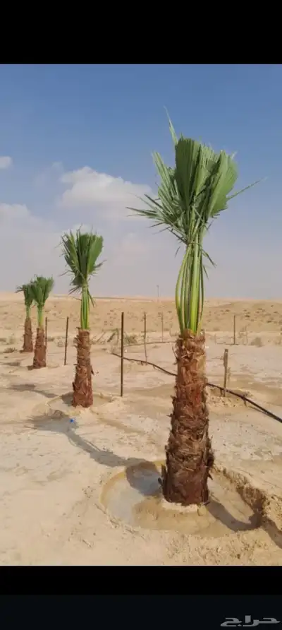 يوجد لدينا جميع انواع انخيل 3