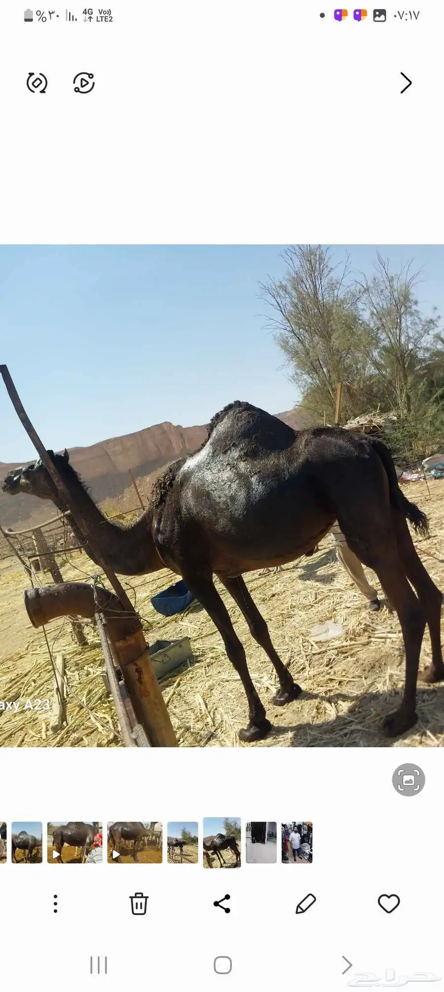 ناقه منهم ام رابع وطبع كفو ضريبه طيبه 1