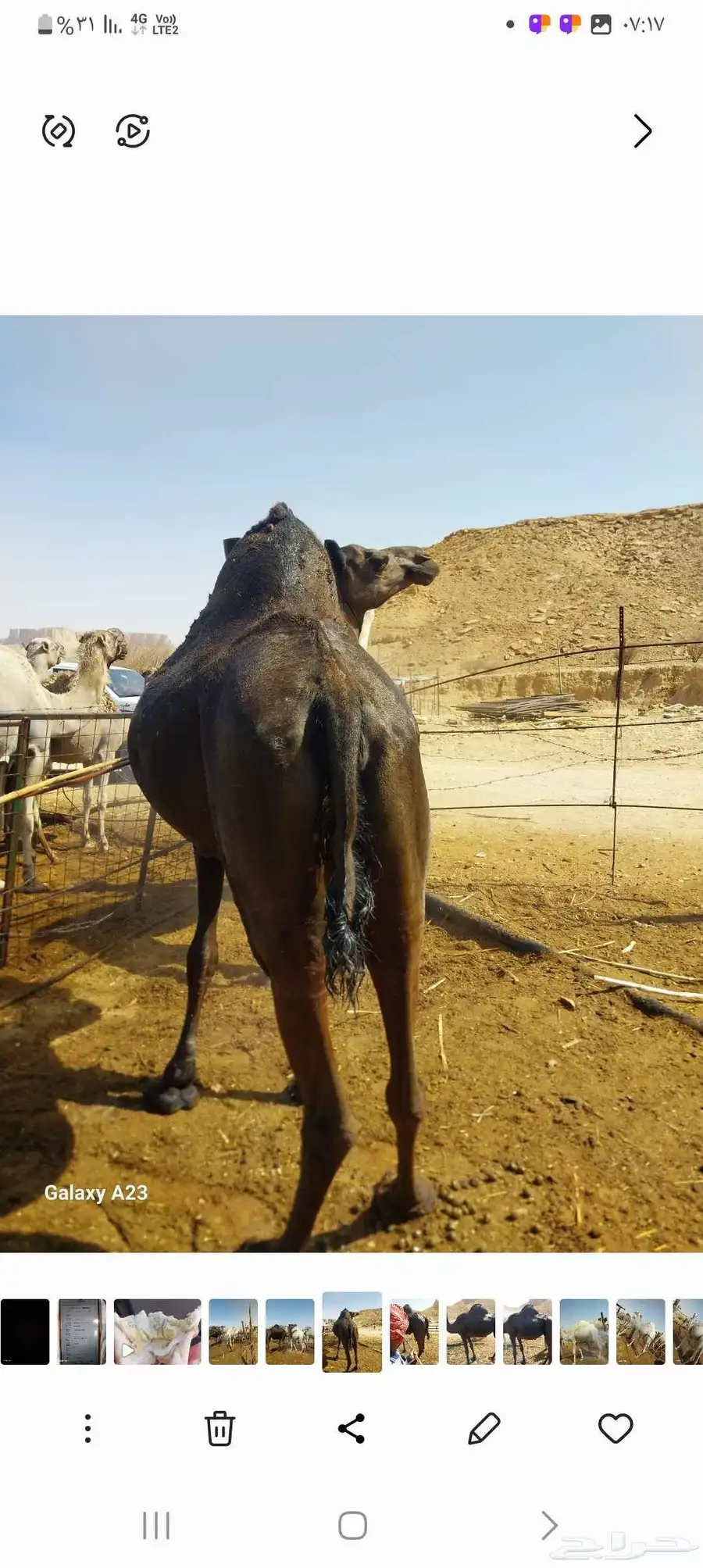 ناقه منهم ام رابع وطبع كفو ضريبه طيبه 2