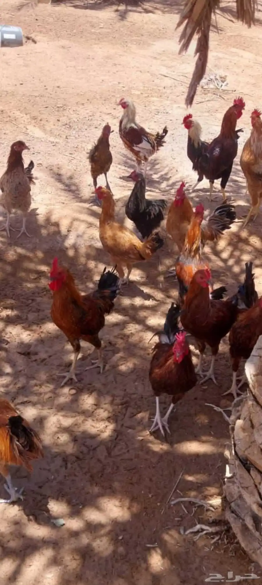 ديك فيومي وديوك اللون الاحمر المرغوب 0