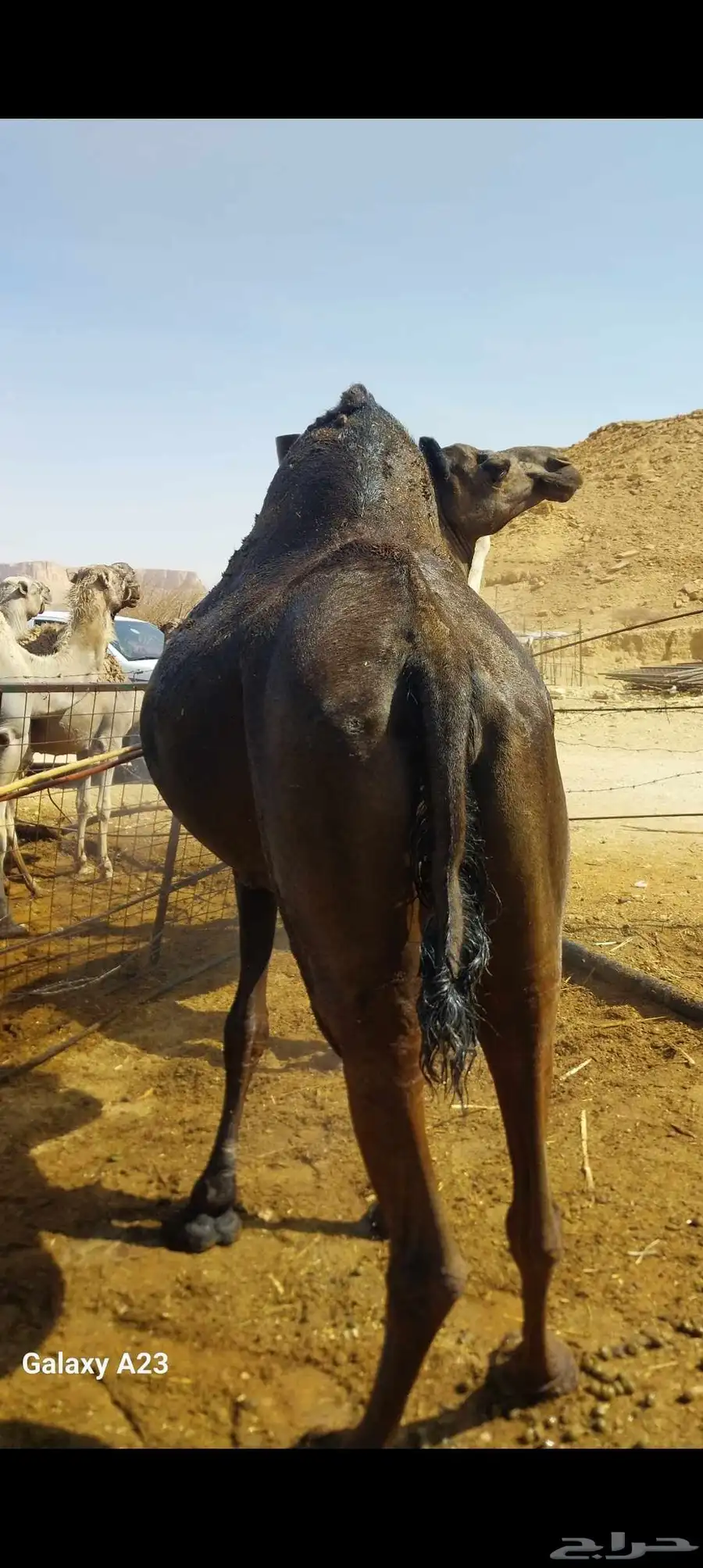 ناقه منهم ام رابع وطبع كفو ضريبه طيبه 0
