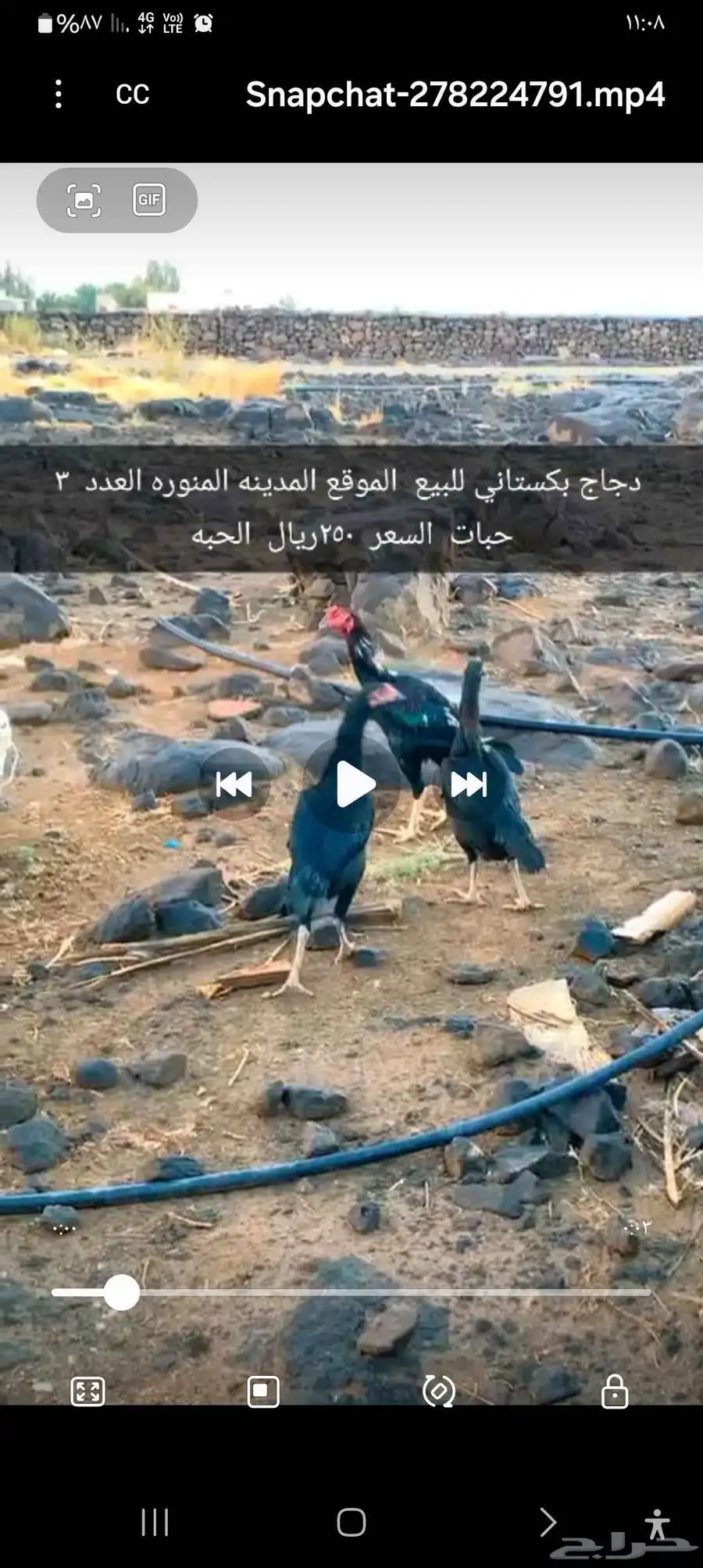 دجاج بكستاني للبيع 0