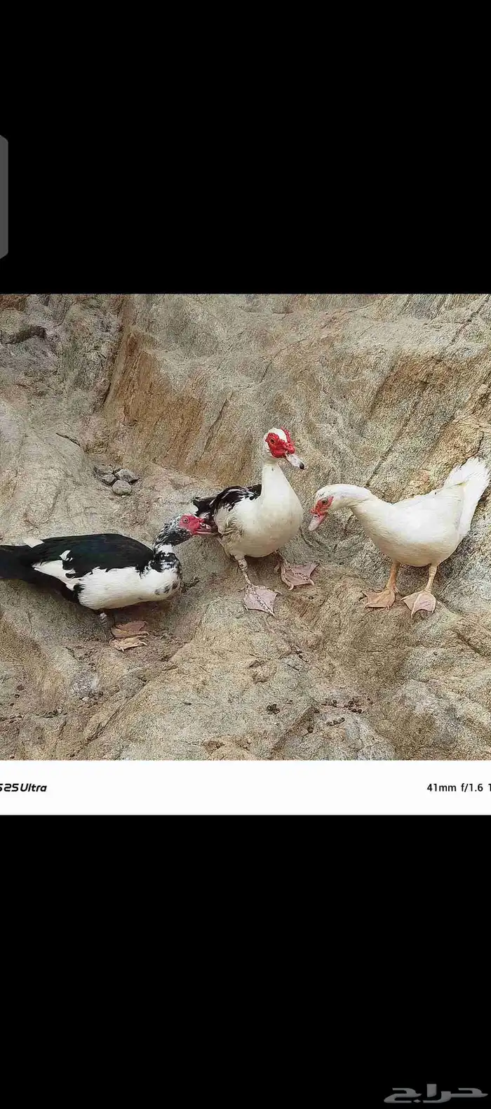 زوج بط للبيع الموقع قريب الداير 2