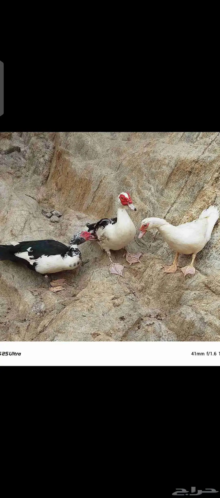 زوج بط للبيع الموقع قريب الداير 2
