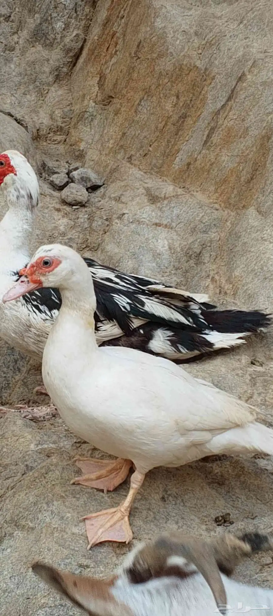زوج بط للبيع الموقع قريب الداير 1