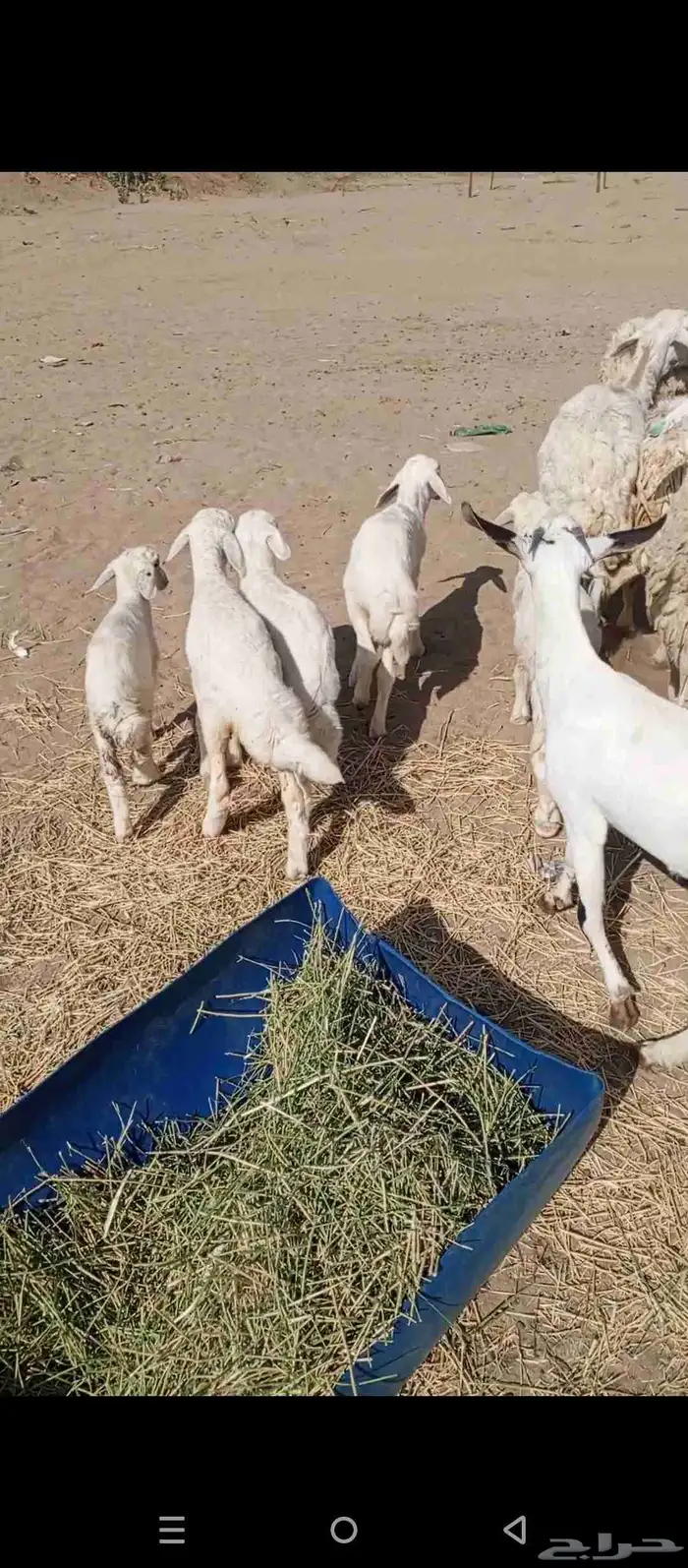ضأن حرش 8