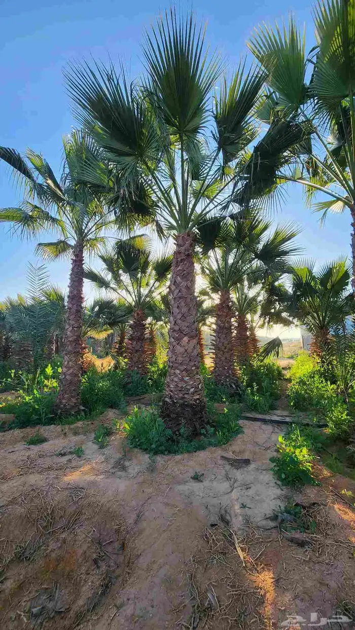 نخل للبيع واشنطن أمريكي 0