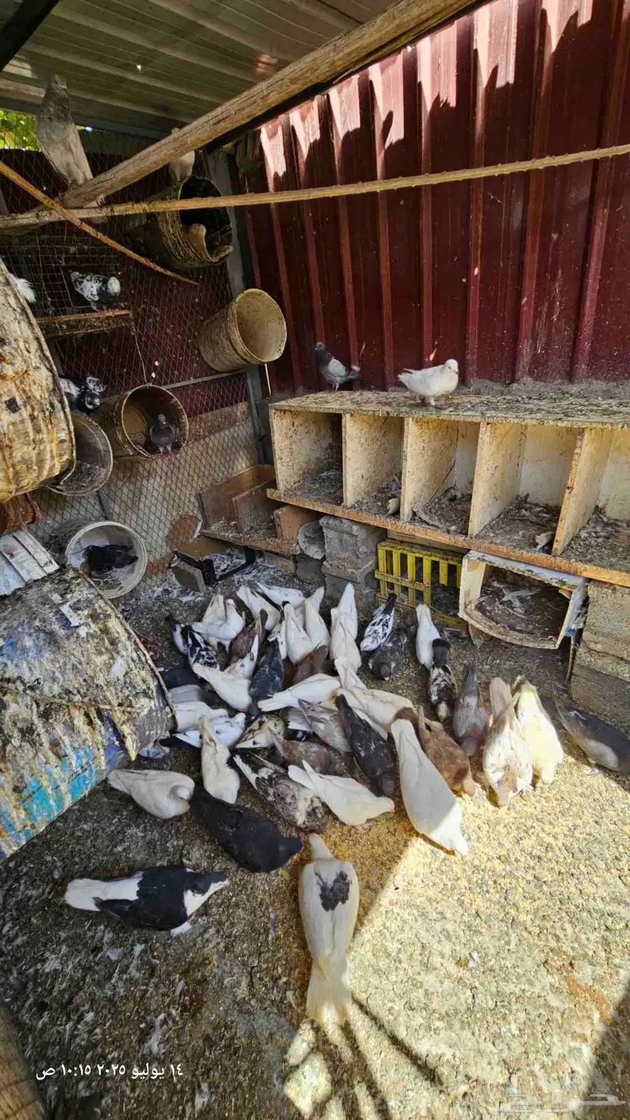 حمام باكستاني وفرنسي وكنق كلهم أزواج 2