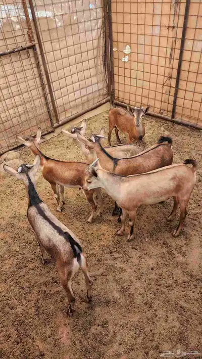 ولد وعل مشروع تفحيل 0