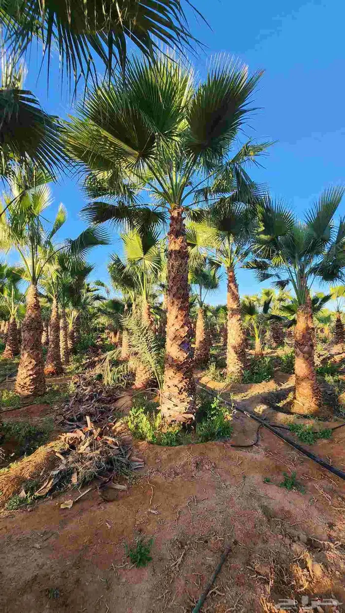 نخل للبيع واشنطن أمريكي 4