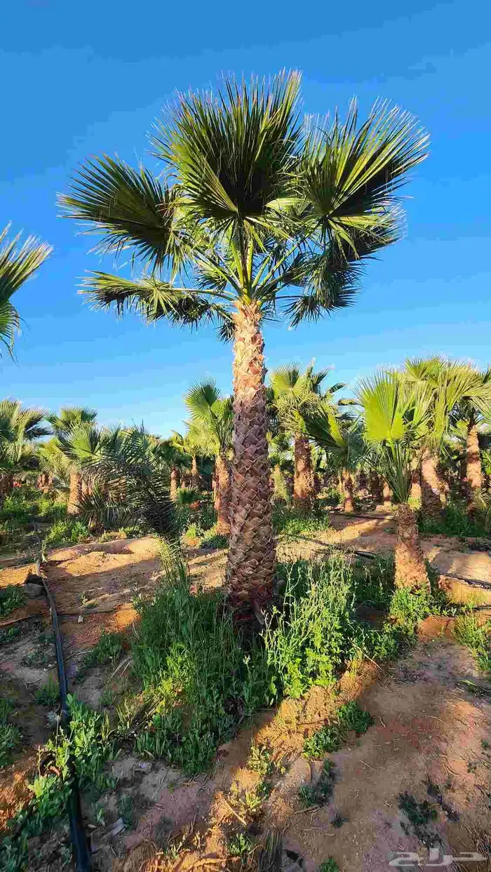 نخل للبيع واشنطن أمريكي 5