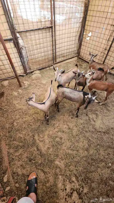 ولد وعل مشروع تفحيل 1