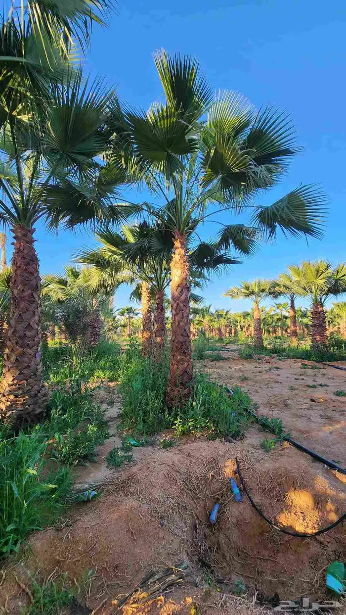 نخل للبيع واشنطن أمريكي 2