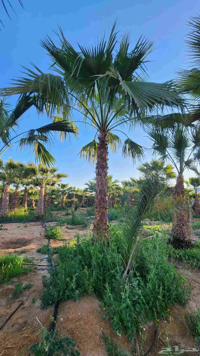 نخل للبيع واشنطن أمريكي 6