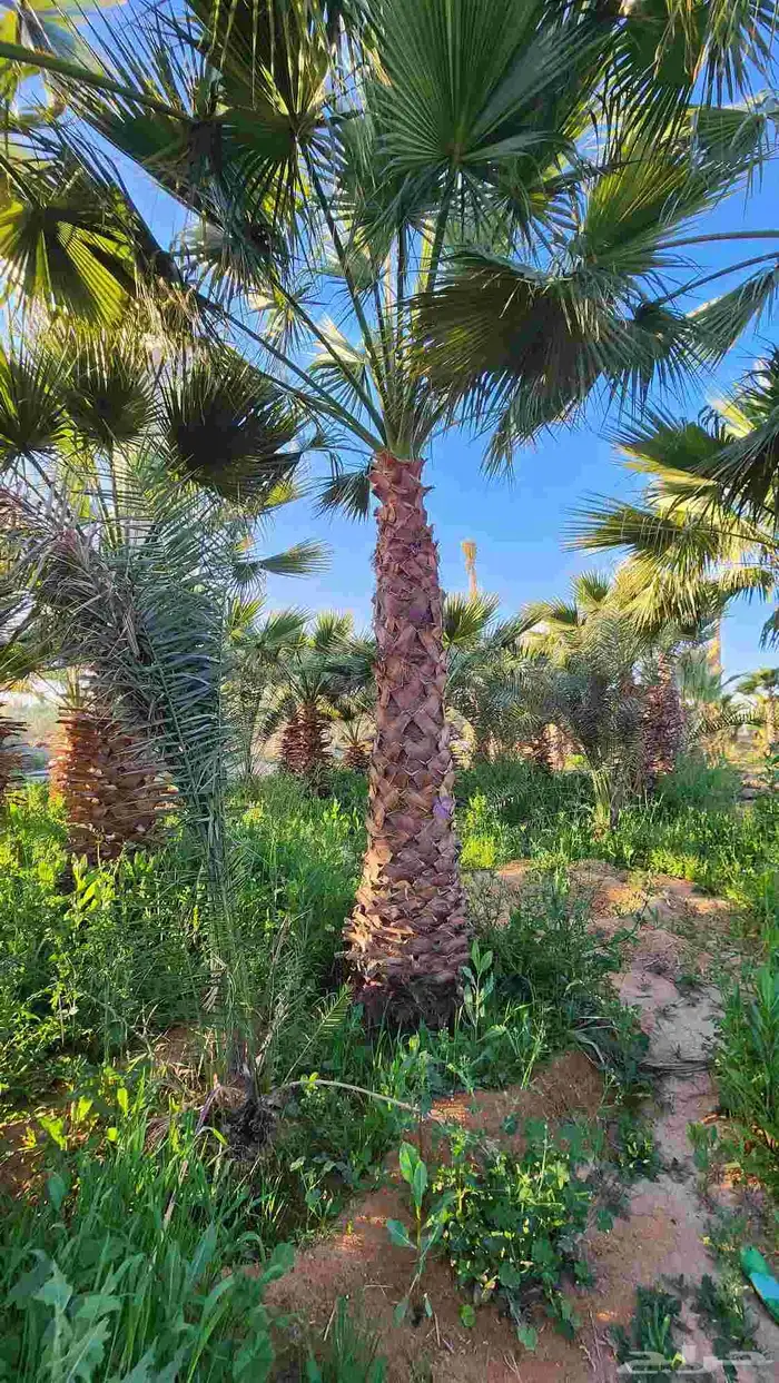 نخل للبيع واشنطن أمريكي 3