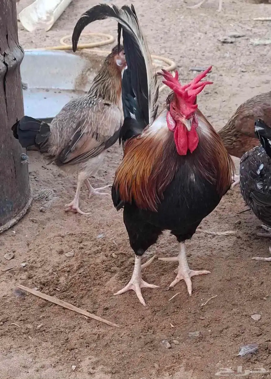دجاج عربي اصيل 0