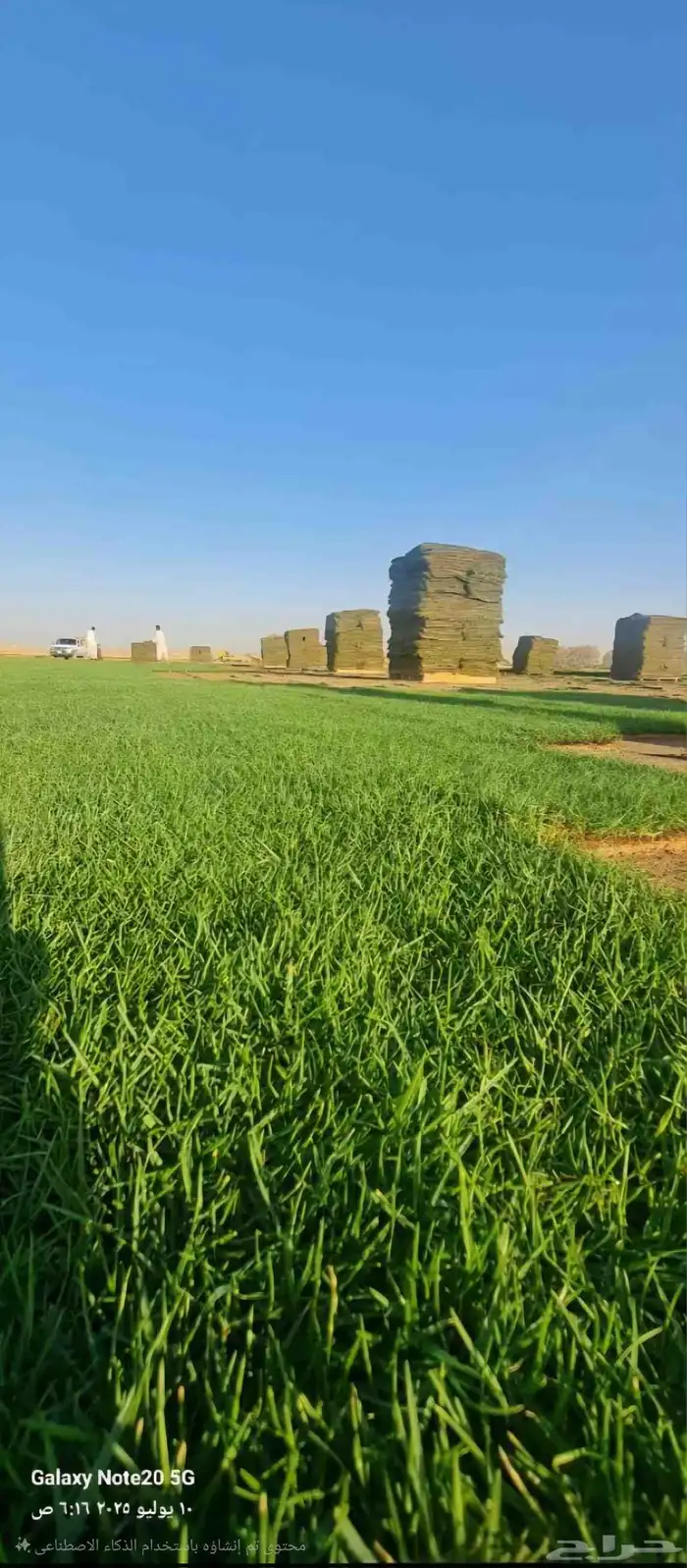 ثيل طبيعي نجيله سي2000 صافي درجة أولى من المزرعه مباشرة 1