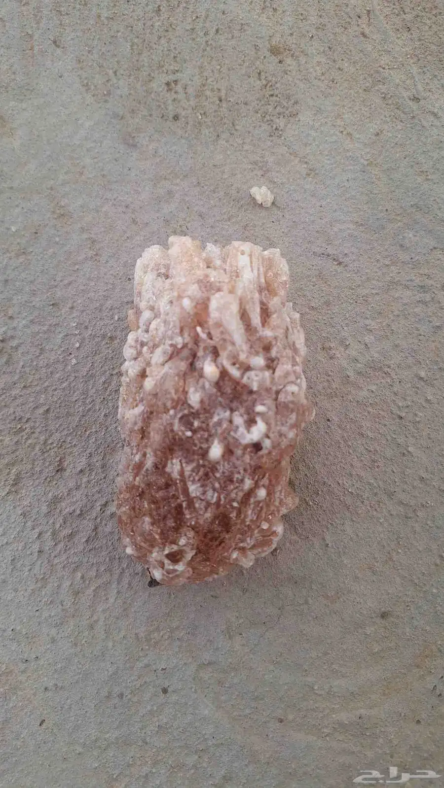 صمغ 0