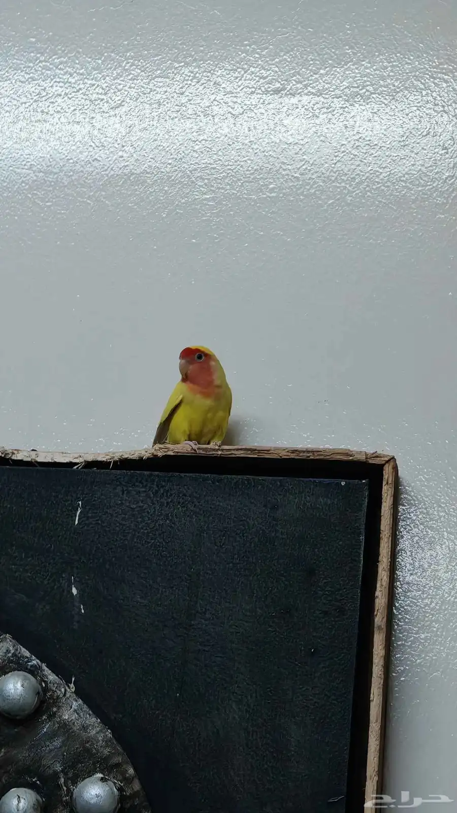 طير براكيت لونه نادر مثل الي بالصوره مع أربع طيور روز 4
