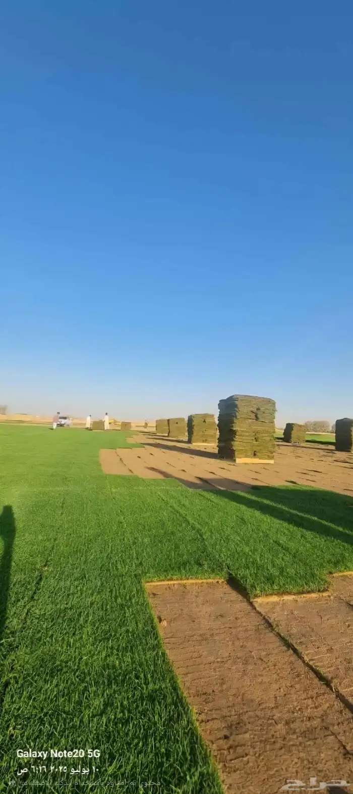 ثيل طبيعي نجيله سي2000 صافي درجة أولى من المزرعه مباشرة 2