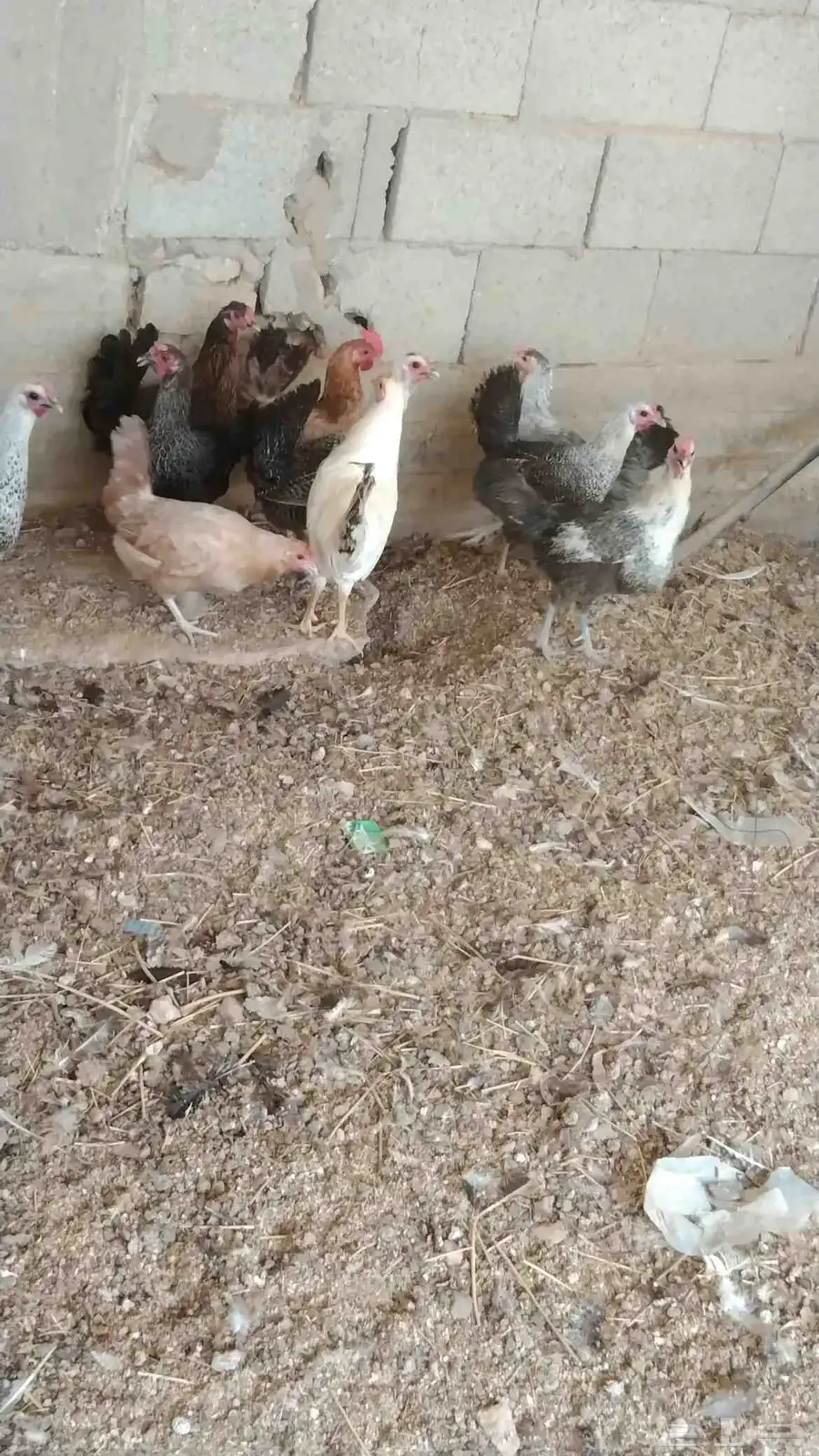 دجاج فيومي وبلدي عشر حبات للبيع العمر سنه واربع شهور بياض 2