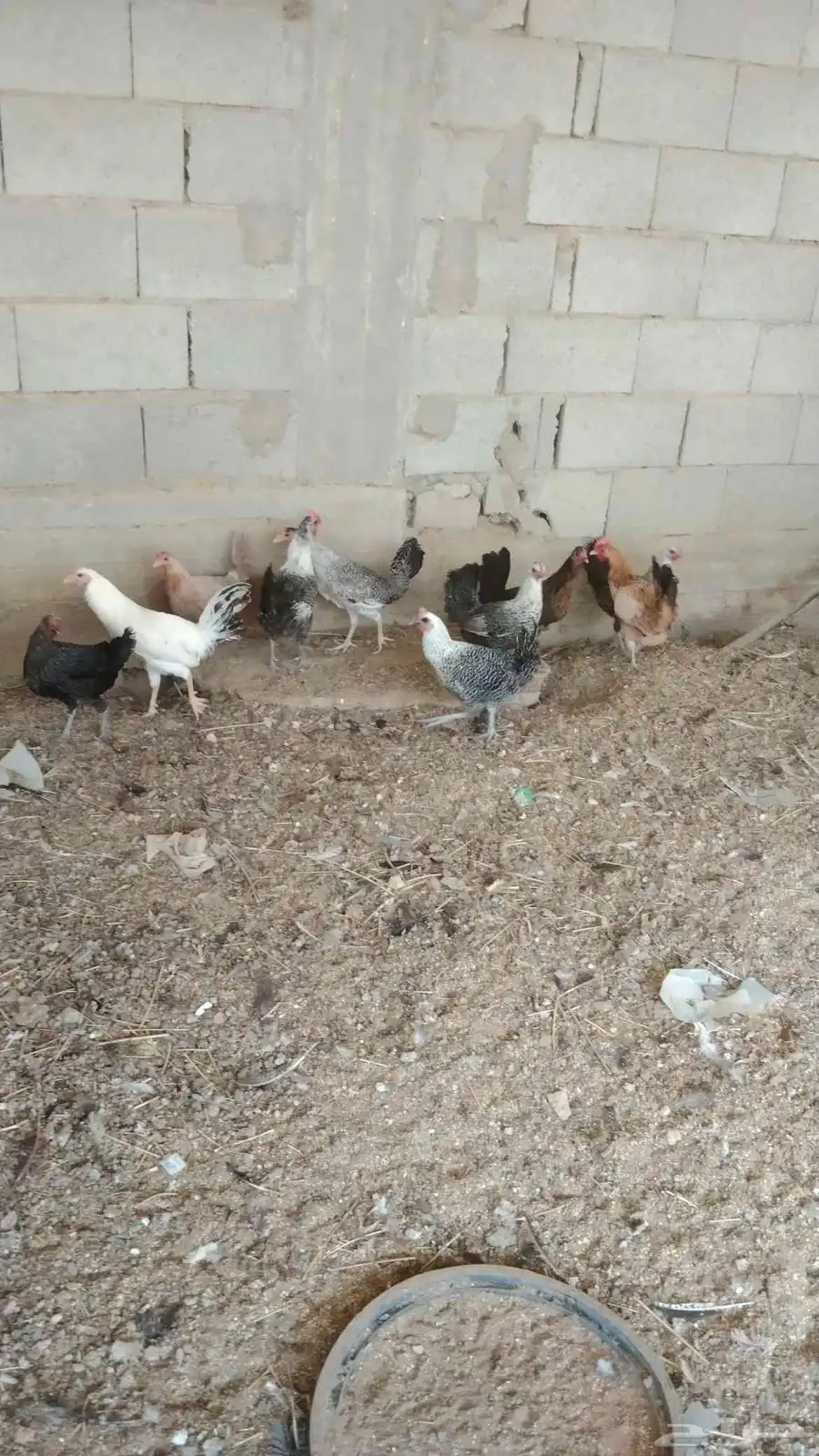 دجاج فيومي وبلدي عشر حبات للبيع العمر سنه واربع شهور بياض 0