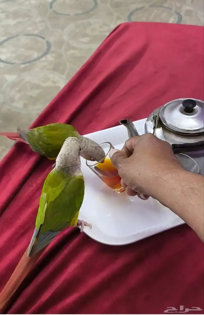 جوز كنيور للبيع 1