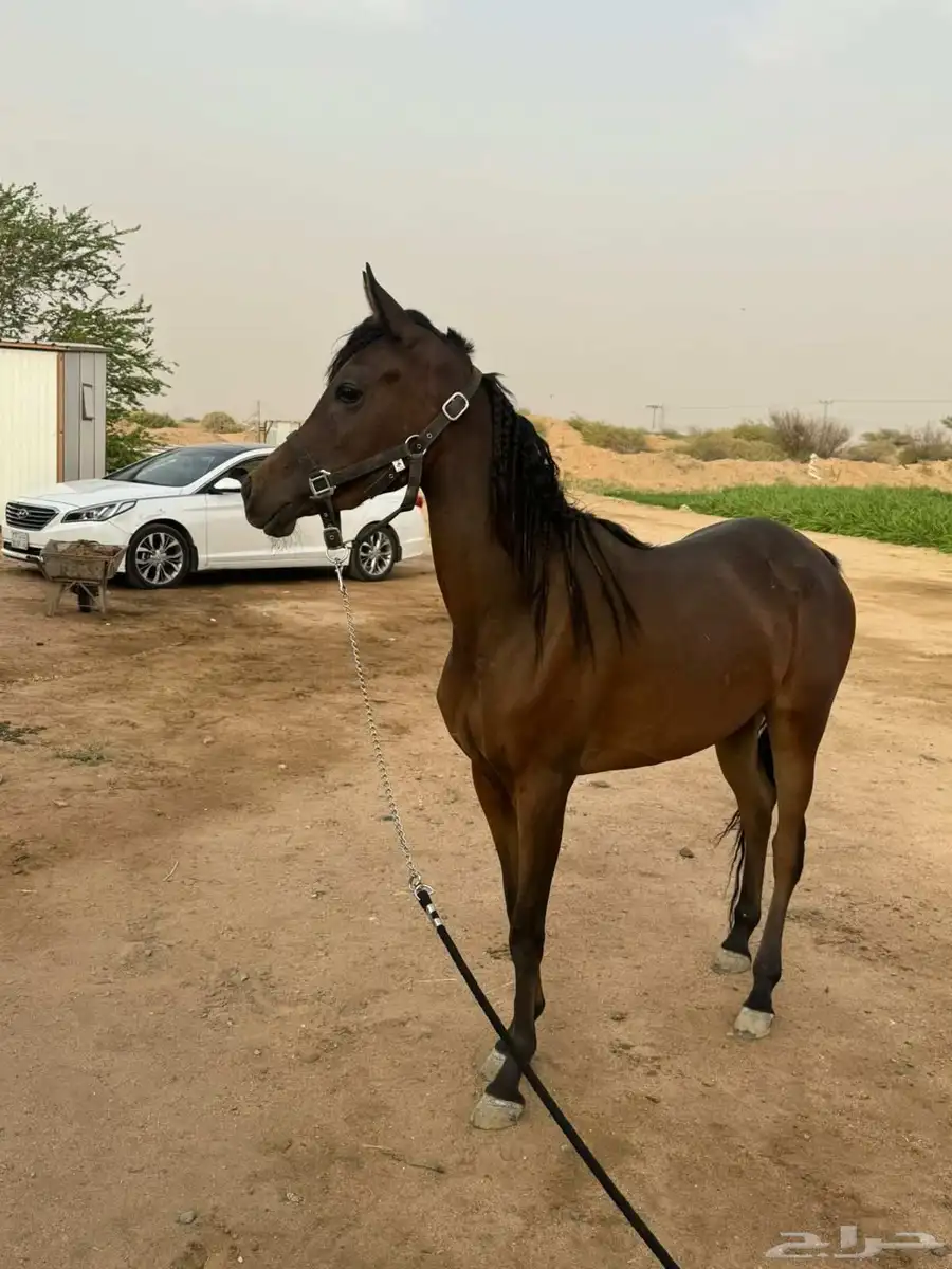 مهره شعبيه 3