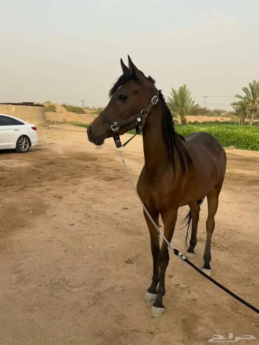 مهره شعبيه 4