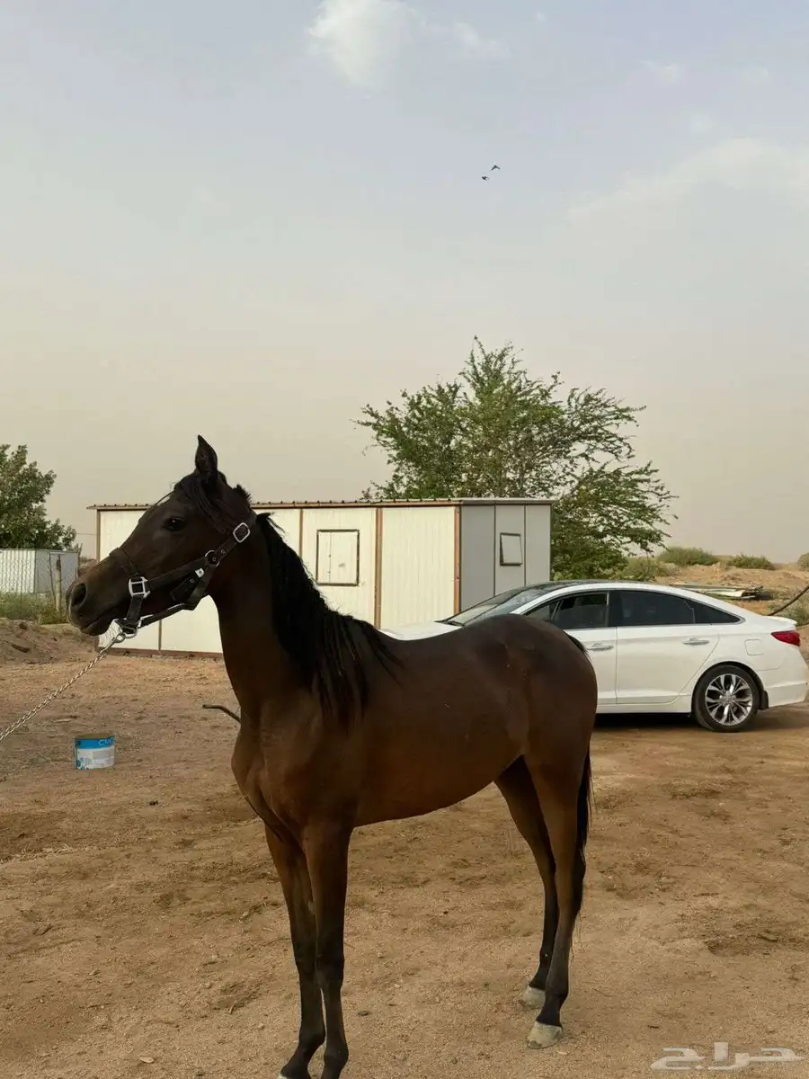 مهره شعبيه 2