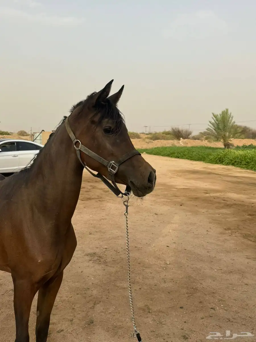 مهره شعبيه 0