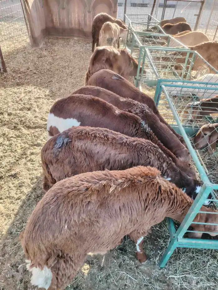 عروض الصيف على السواكن المرابي ب سعر ممتاز 5