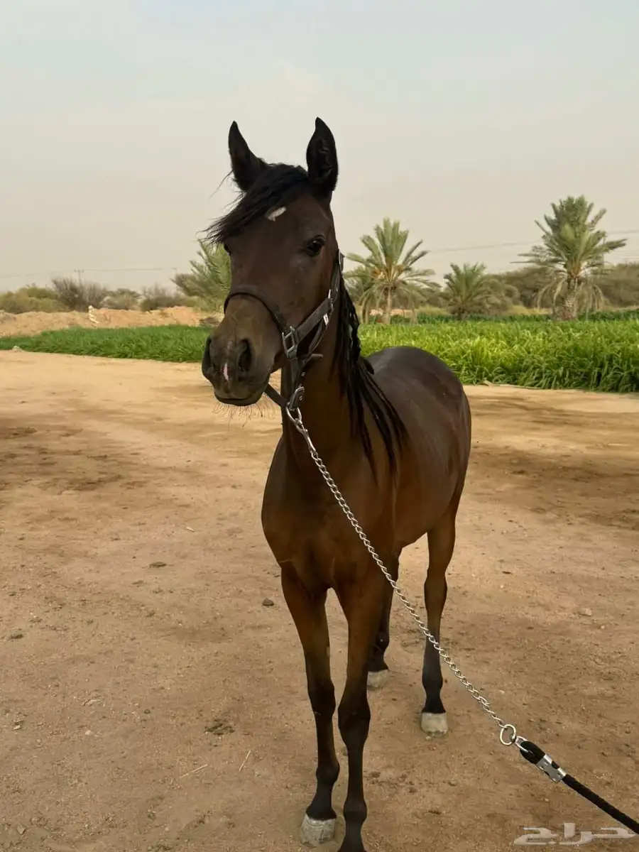 مهره شعبيه 1
