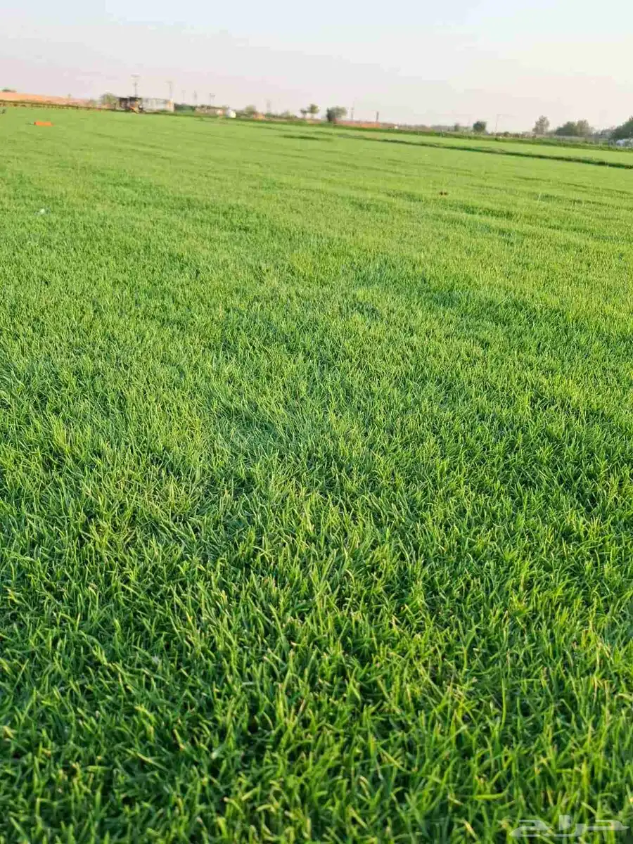 ثيل سئ 2000صافي وطبيعي الموقع الخرج 1